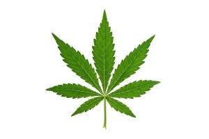 Accounting Concerns for Legal Marijuana Business Operations
